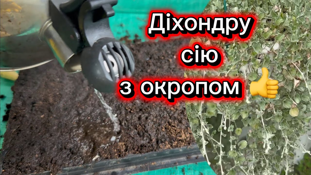 Час сіяти діхонру, мій досвід. 