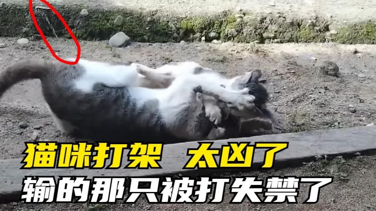 两只流浪猫打架，输的那只都被打失禁了，太可怜了猫咪