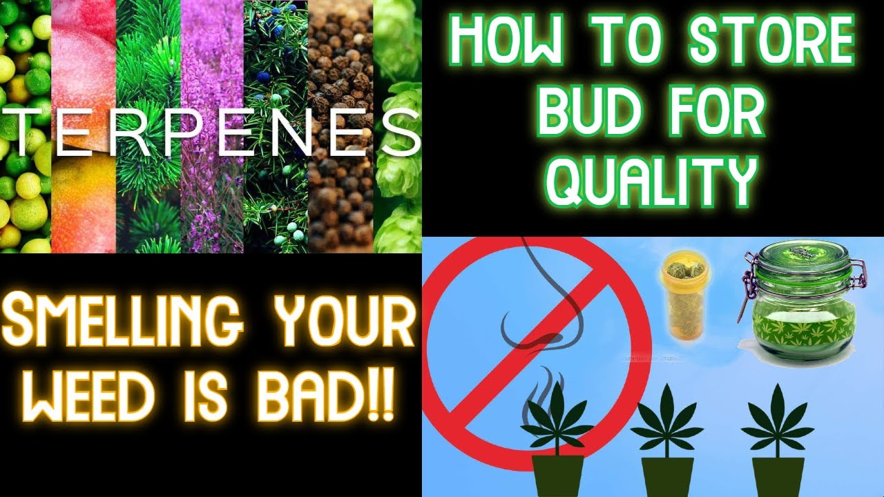 Strong Smelling Bud Loses Quality Faster!  Preserve Terpenes, THC, Resin for long/short term storage