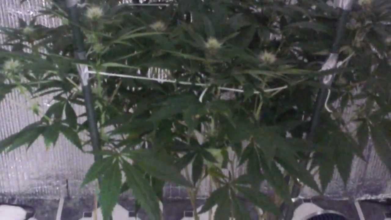 Liquid Butter Flowering week 4 lights off
