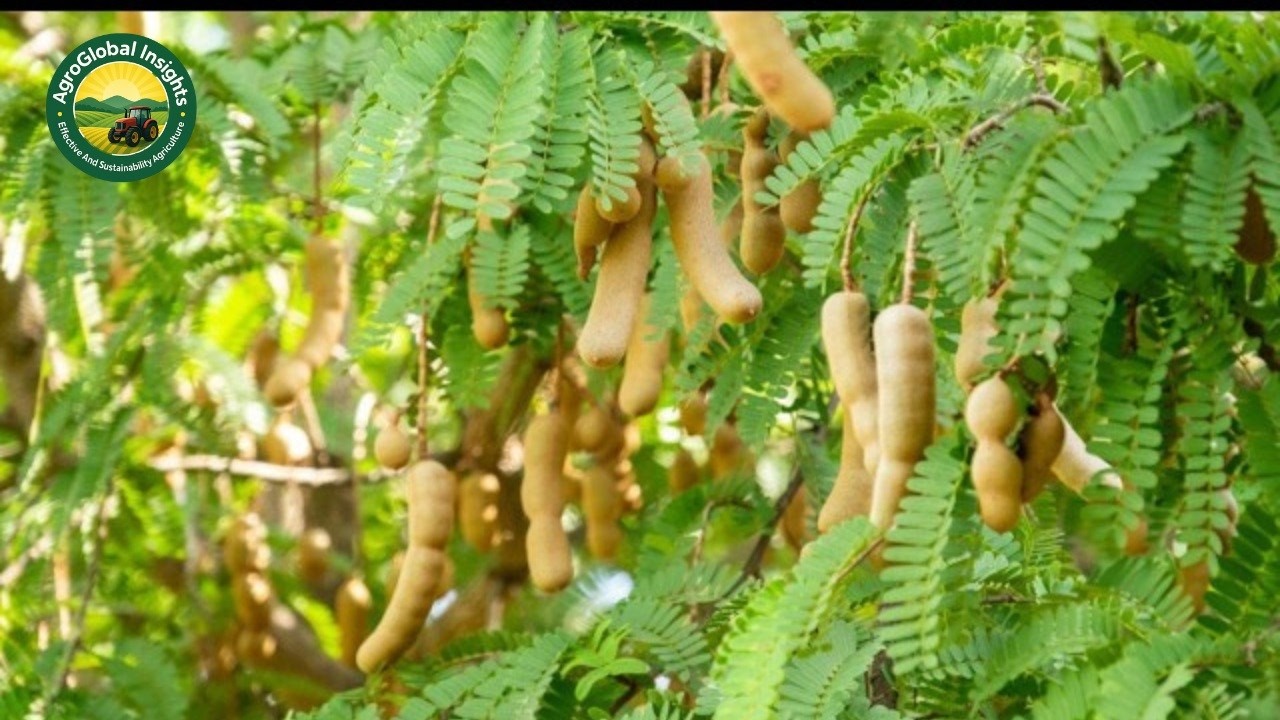How Thai Farmers Harvest Millions of Tamarind Pods | Incredible Farming and Processing Technology