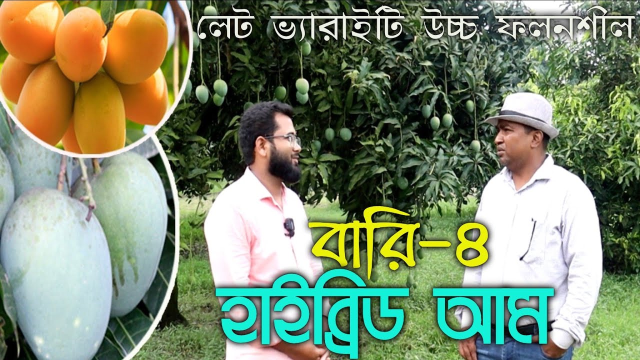 লেট ভ্যারাইটি উচ্চফলনশীল উচ্চমূল্য নাবী জাত বারি -৪ হাইব্রিড আম, Bari 4 Mango,Golden agri