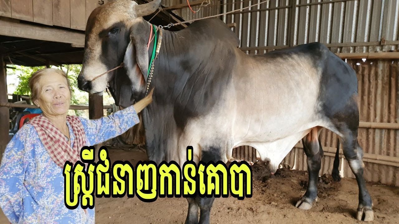 ស្ត្រីដែលជំនាញកាន់គោបា ជាង៣០ឆ្នាំនៅខេត្តត្បូងឃ្មុំ