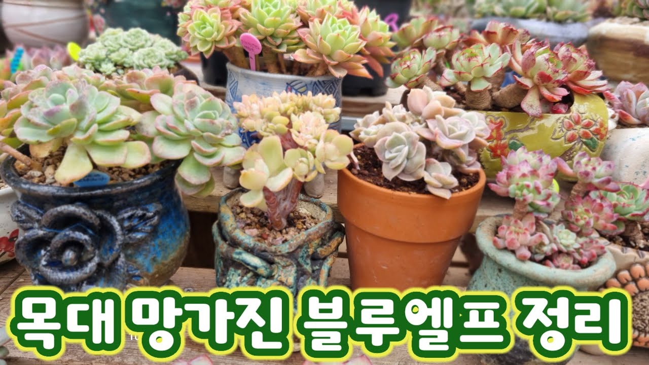 묵대 다육이들 모나리자, 러블리로즈,  비취후리데 소환해서 하엽정리하고 분갈이도 하고~ 미리미리 봄 맞이 준비합니다~ #다육이 #다육식물 #succulent