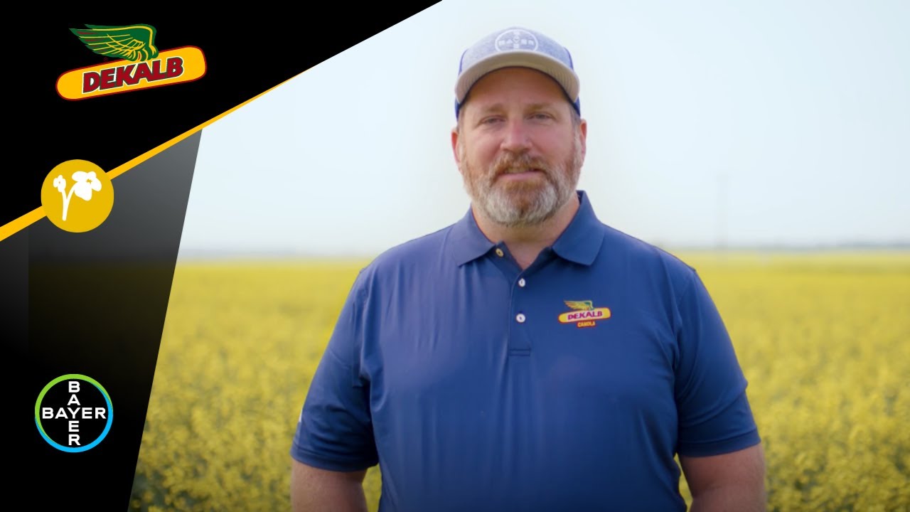 DEKALB Canola - Clubroot Resistance Plus
