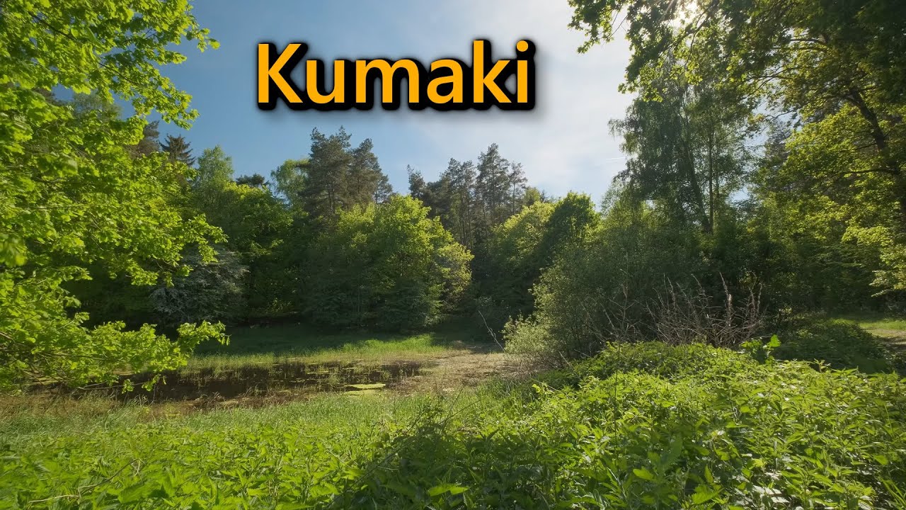 Wyjątkowe odgłosy nad stawem - kumaki odgłosy, odgłosy natury, relaks i sen