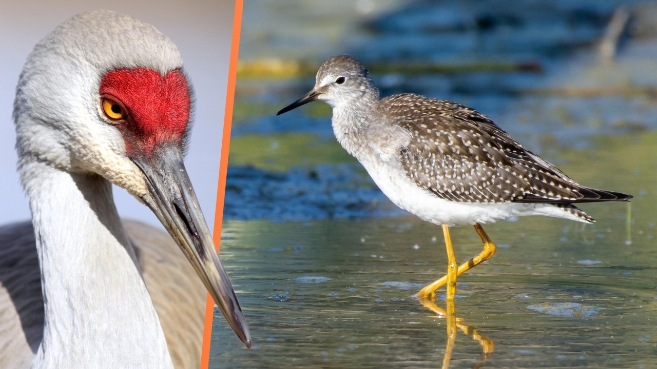 Rarest birds in the Netherlands June 2024