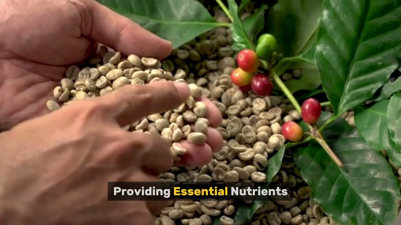 Why Your Coffee Plants NEED Fertilizer | Mastering Robusta Coffee.