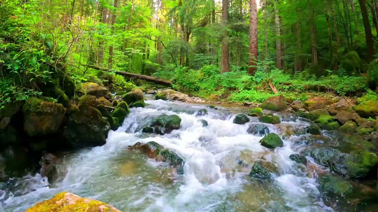 1 Hour Tropical Forest River Sounds | Morning Birds & Natural Ambience for Relax, Study & Sleep
