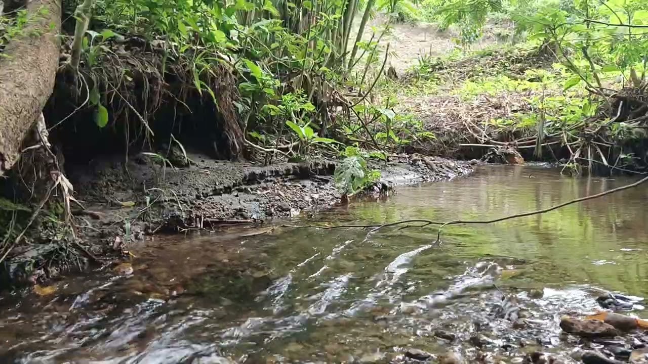The Sound of Water & Nature: A Cure for Homesickness