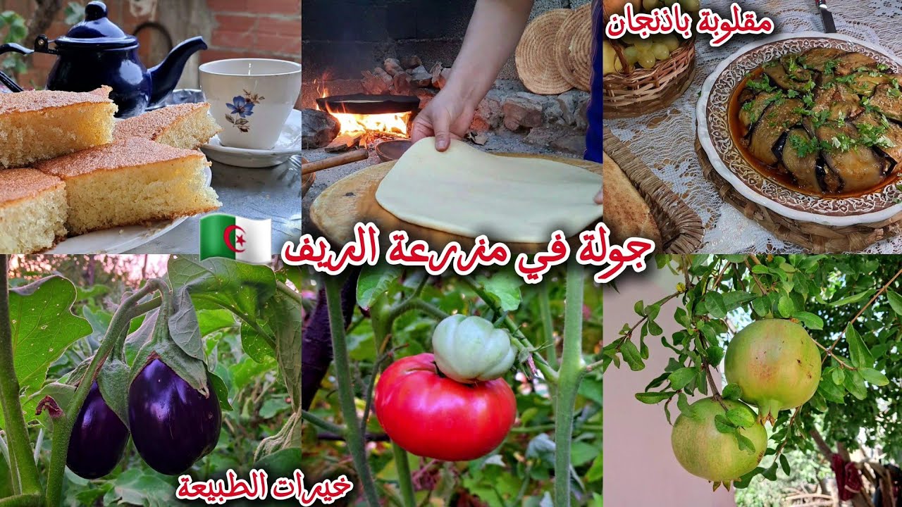 أجواء الريف الجزائري 🏡 |مقلوبة باذنجان وكسرة على الحطب 🍲🔥| جولة في المزرعة 🍄و غسل الزرابي من البئر 💦
