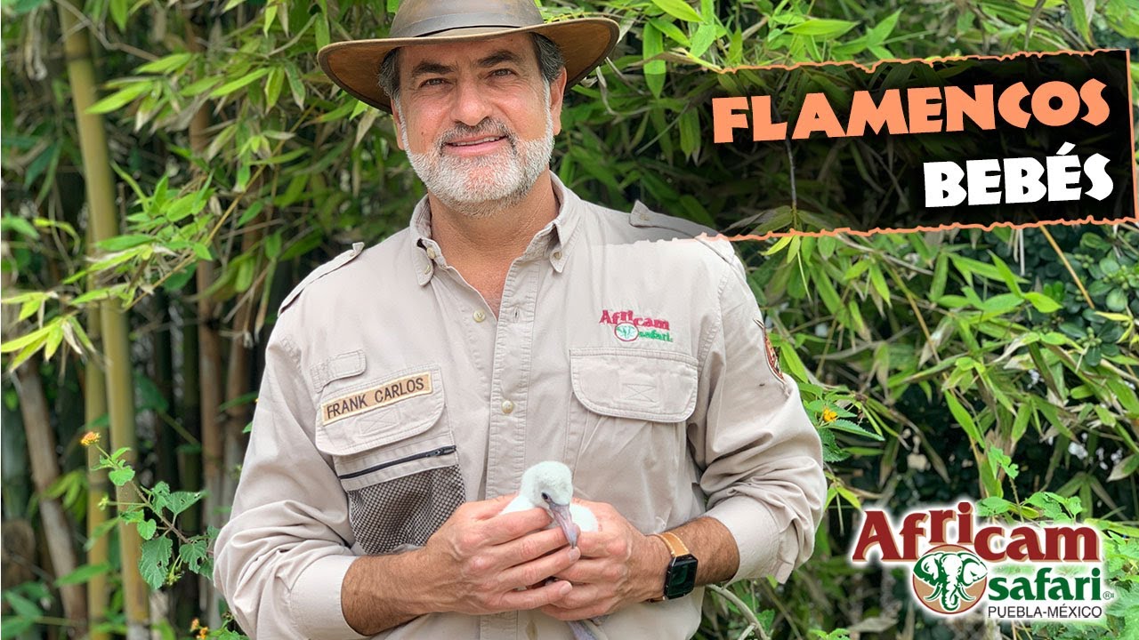Alimentando a Bebés Flamencos 🦩🦩 en vivo desde Africam Safari