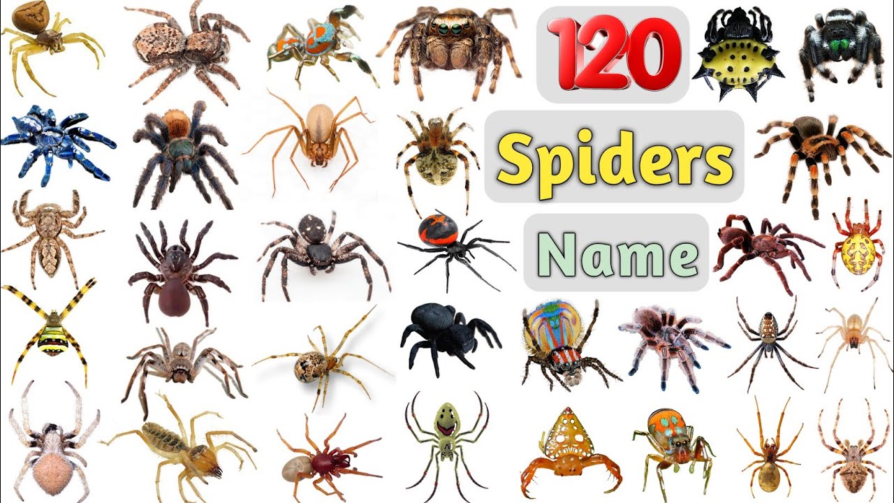 Spiders Vocabulary ll 120 Spiders Name in English With Pictures ll Amazing Spiders in the World