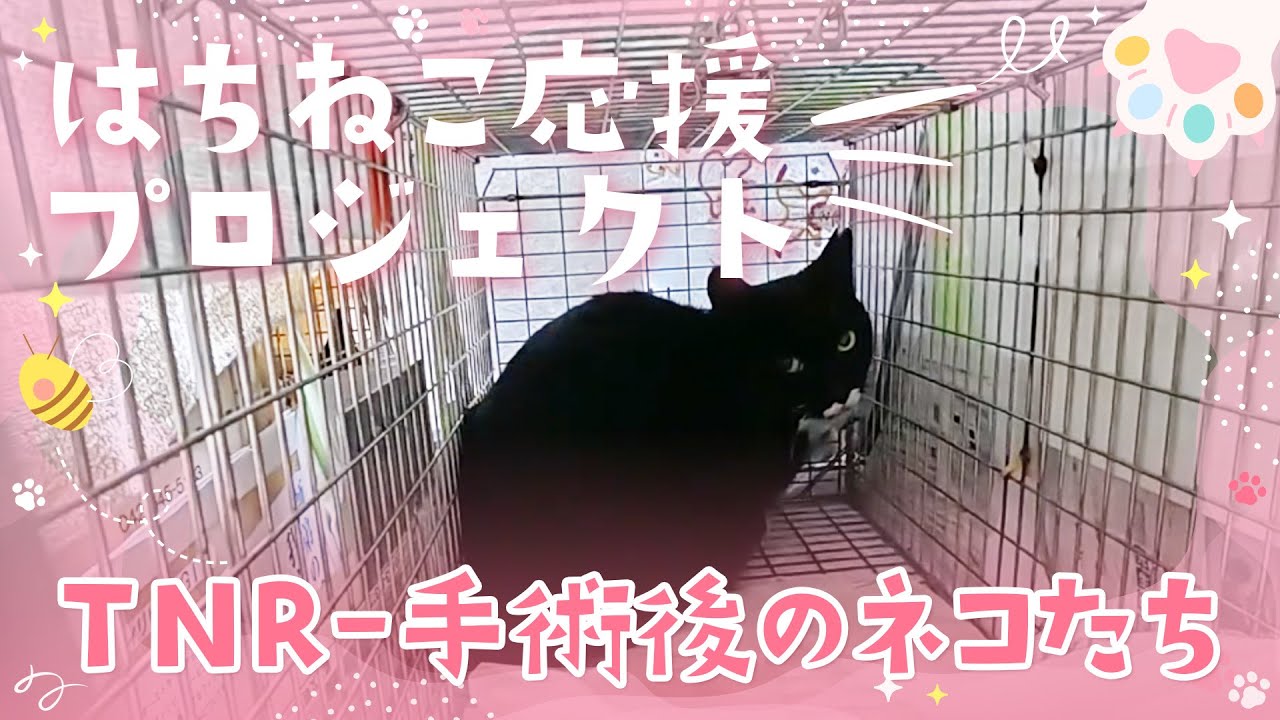 TNR手術後のネコたち🐱🌸