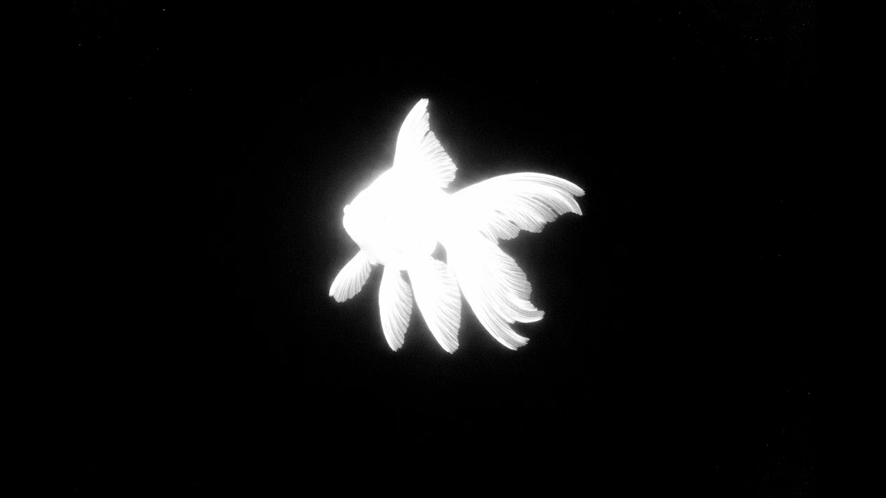 THE UNDEAD GOLDFISH | Minimal Aquatic Jazz (Existential Instrumental Concept)