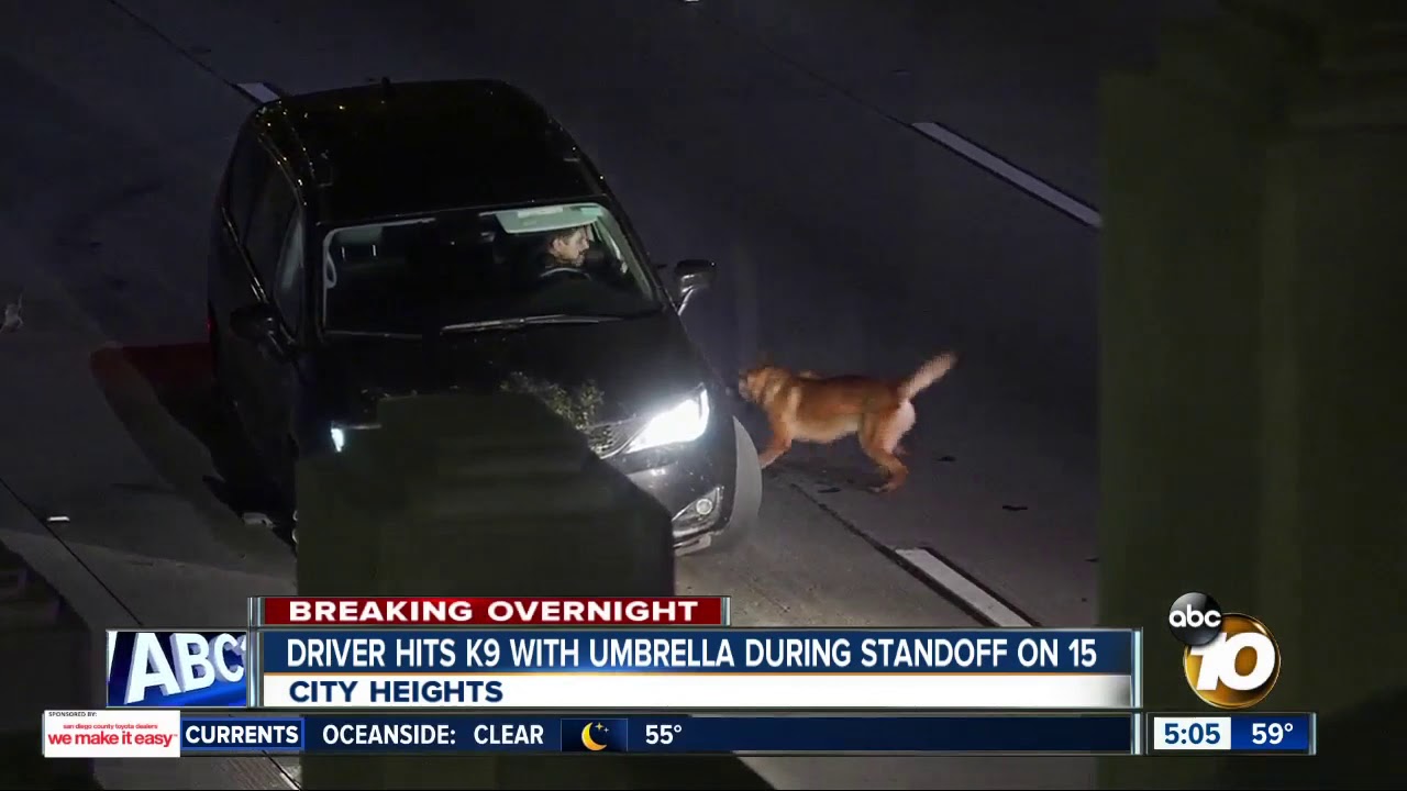 Driver hits K-9 with umbrella during standoff on San Diego freeway