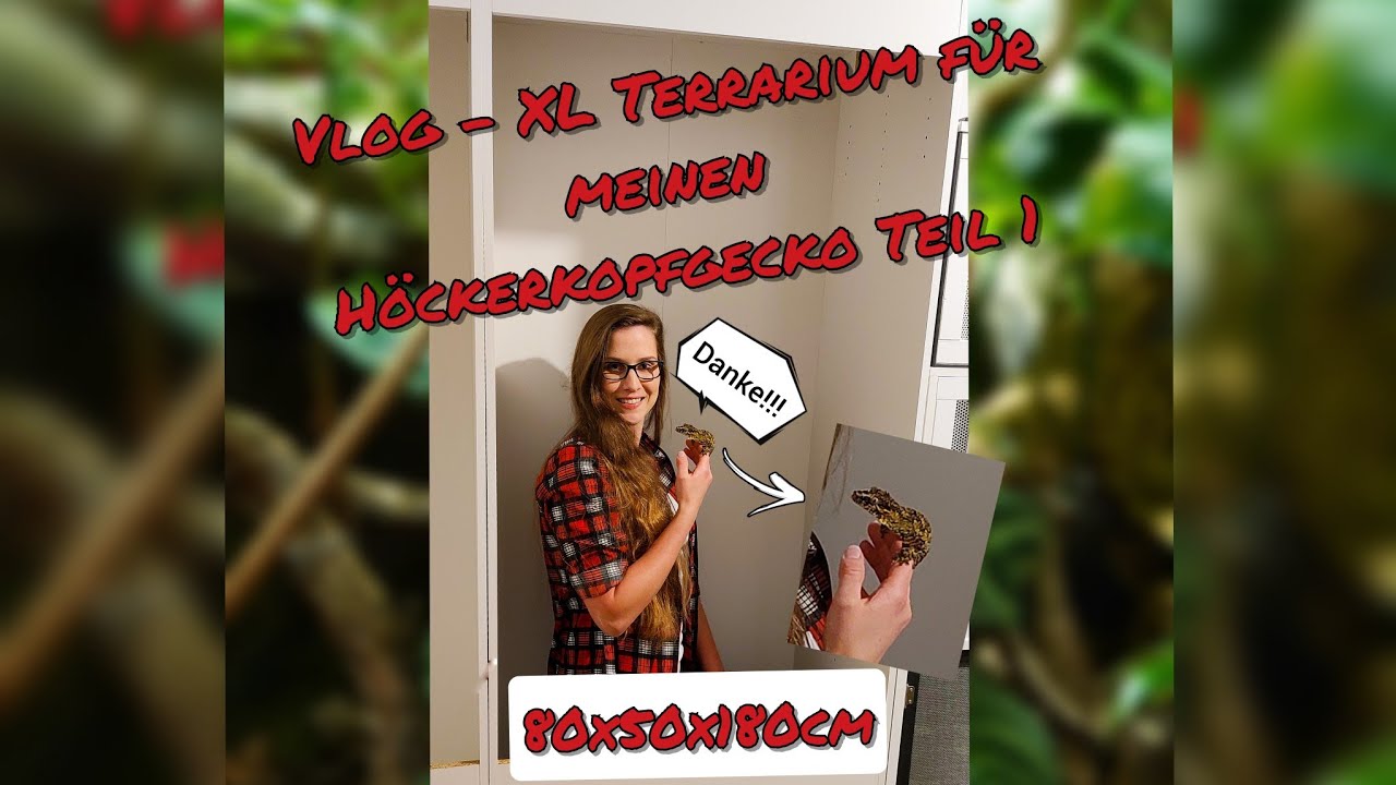 XL Terrarium für meinen Höckerkopfgecko, Kronengecko und Flechtengecko Teil 1