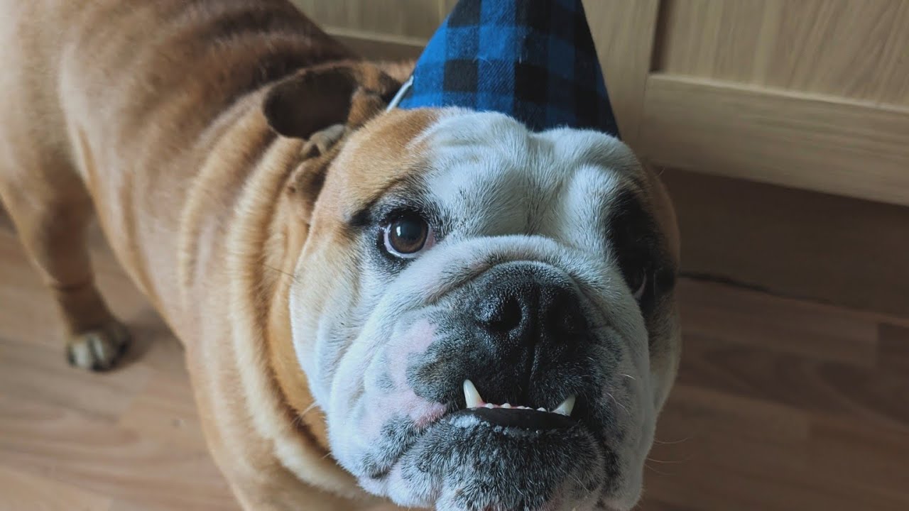 Part 2 of the Diego takeover…The sweet puppy phase didn’t last long 🤪