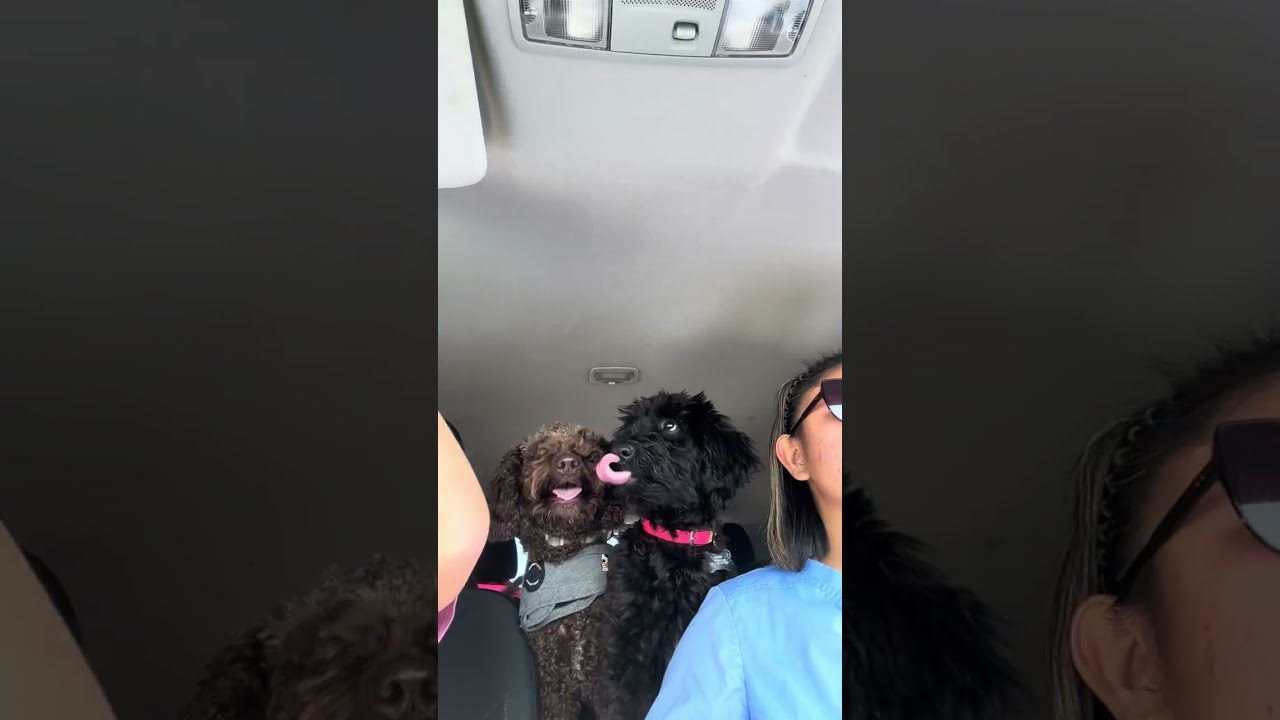 first pup cup for my baby girl Raven #aussiedoodle #cockapoo