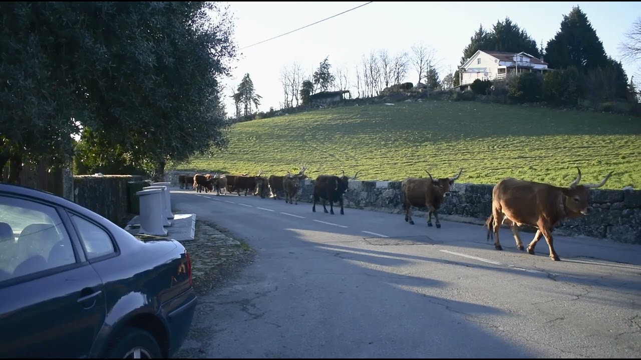 Hora de ponta na aldeia de Lamalonga.