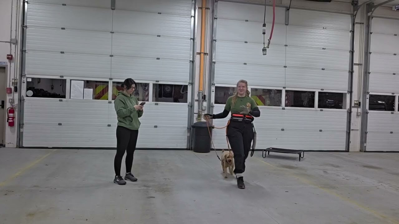 Case Study: Ty the Cavapoo Lesson #1