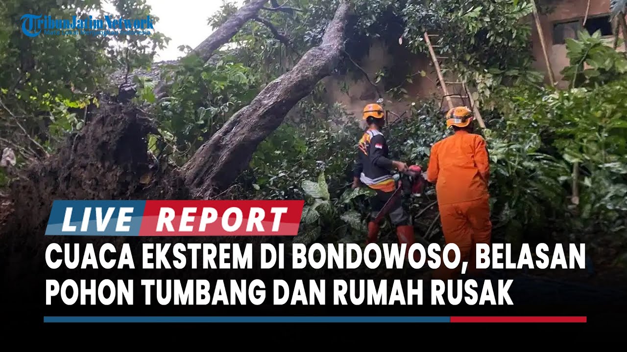 Cuaca Ekstrem Sebabkan Belasan Pohon Tumbang dan Rumah Rusak di Maesan dan Grujugan Bondowoso