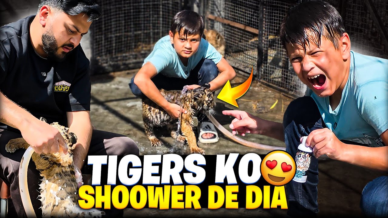 Sb Tigers or Lions Ko Shower De Dia | Rescue krny Wali Sherni Kafi Behtar 😍 | Nouman Hassan