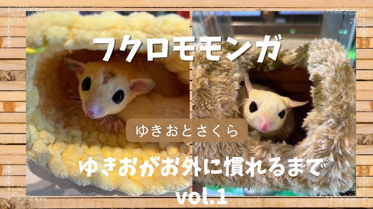 フクロモモンガリューシのゆきおとさくら