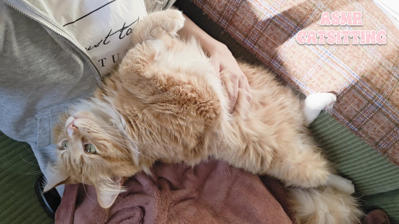 Catsitting ASMR (no talking, purring only😽)