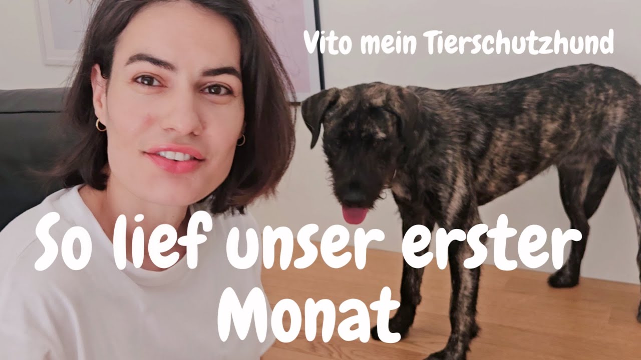 Neues Leben für Auslandshund Vito 🐶❤ Zwischen Ängsten und ersten Glücksmomenten