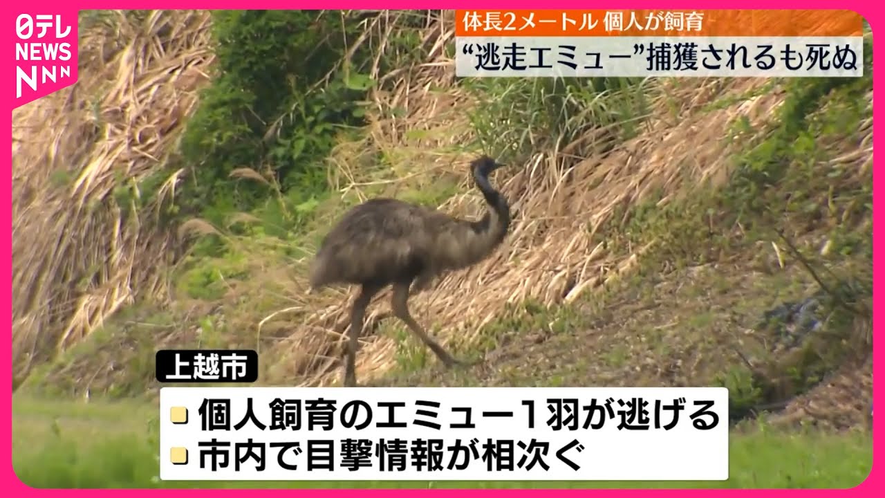 【逃走のエミュー】捕獲されるも死ぬ  個人が飼育  新潟・上越市