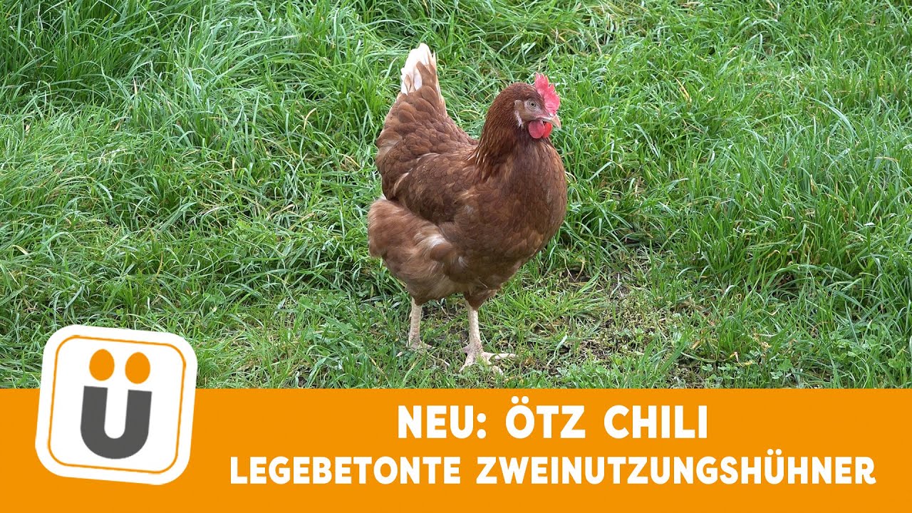 NEU: ÖTZ Chili – das legebetonte Zweinutzungshuhn kurz vorgestellt!