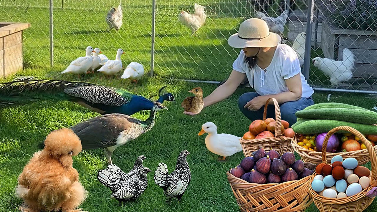 Happiness in Motion. Peace & Wellness in Abundant Organic Living 🌿 Gardens, Poultry & Harvest Meals