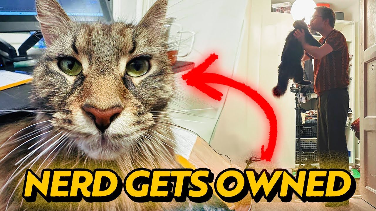 pranking my cat