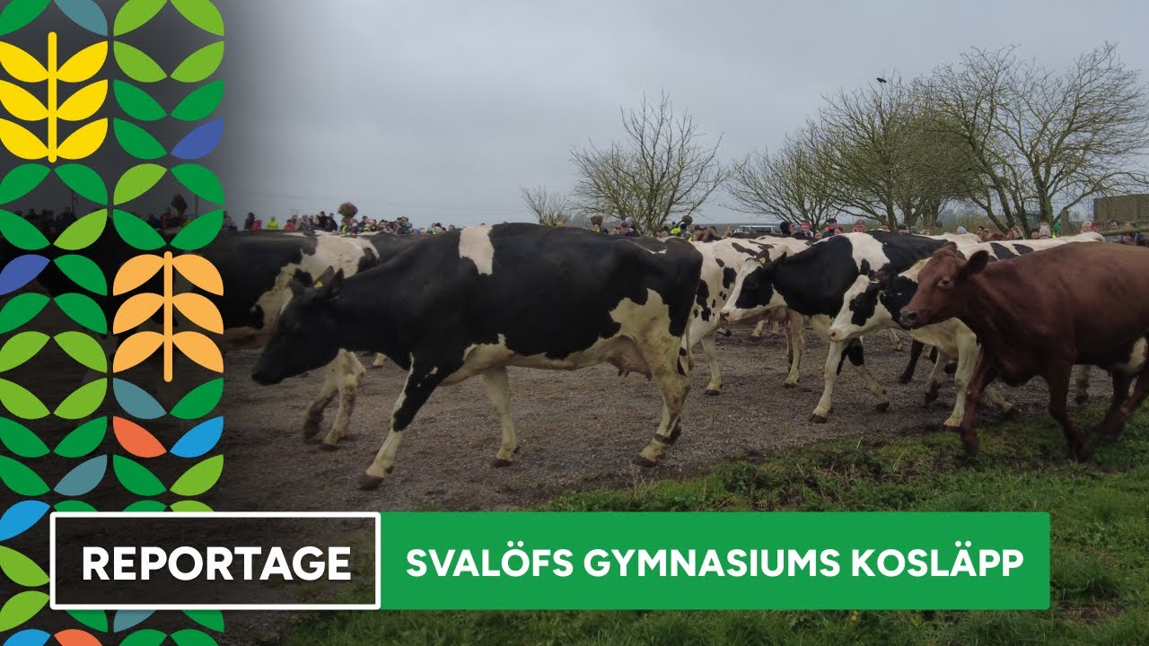 Reportage - Svalöfs gymnasiums kosläpp 2023