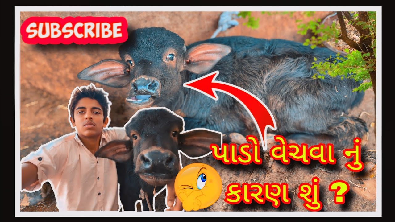 પાડો વેચી નાખ્યો #trending #sisodiya mahendra vlogs #funny #comedy #funnyvideos #viral #vlog #like 