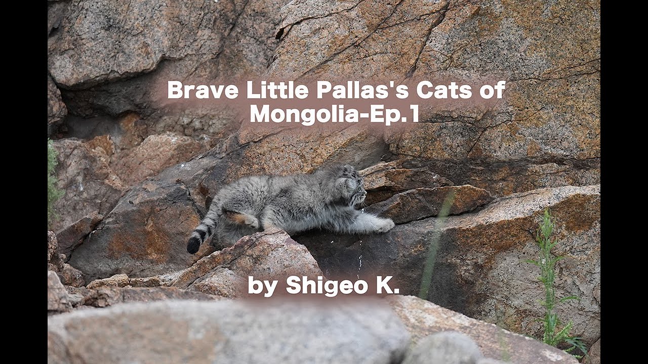 Brave Little Pallas's Cats of Mongolia - Ep １