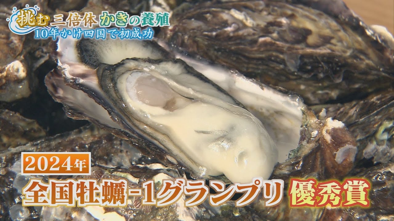 絶品牡蠣を堪能して！漁師の新たな挑戦【テレビトクシマ】