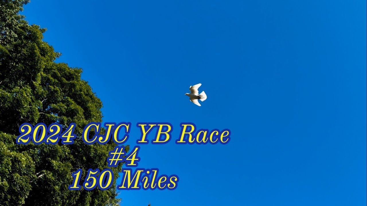 2024.17 - CJC YB Race #4 150 Miles