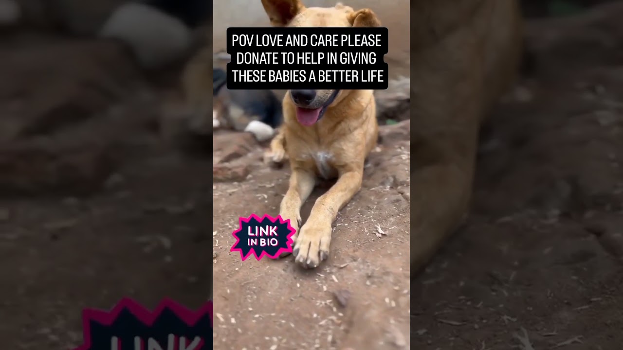 Please just consider donating. To these babies for them to live another day . stomach#letssave them