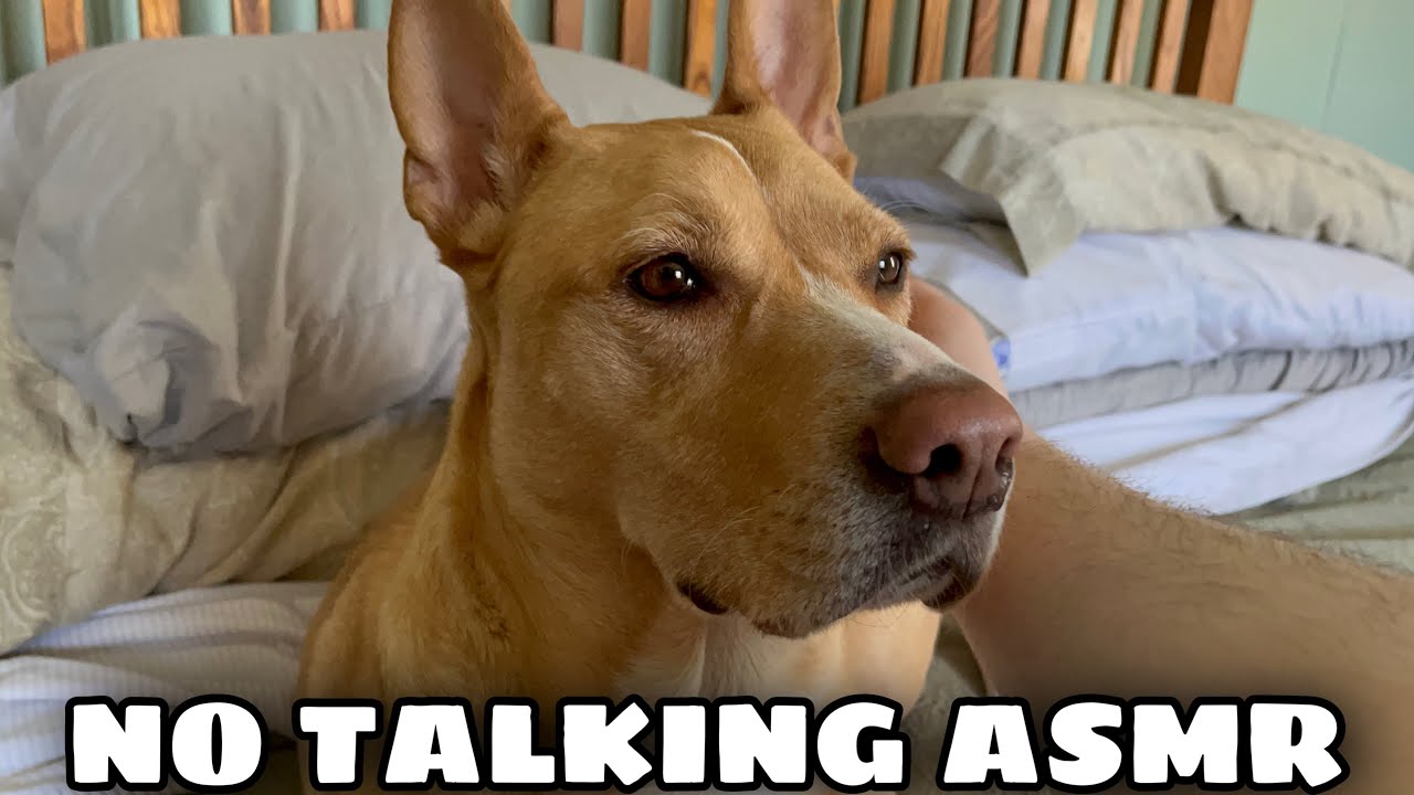 ASMR Dog Scratching #10 🐕 ♥️ ( no talking ) ( looped )