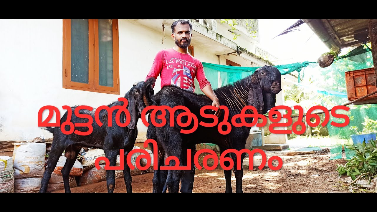 മുട്ടൻ ആടുകളുടെ പരിചരണം..