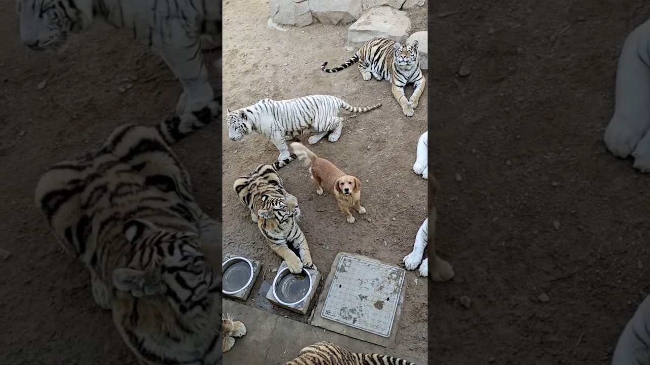 The dog mom who raised a tiger #love #animals #shorts #usa