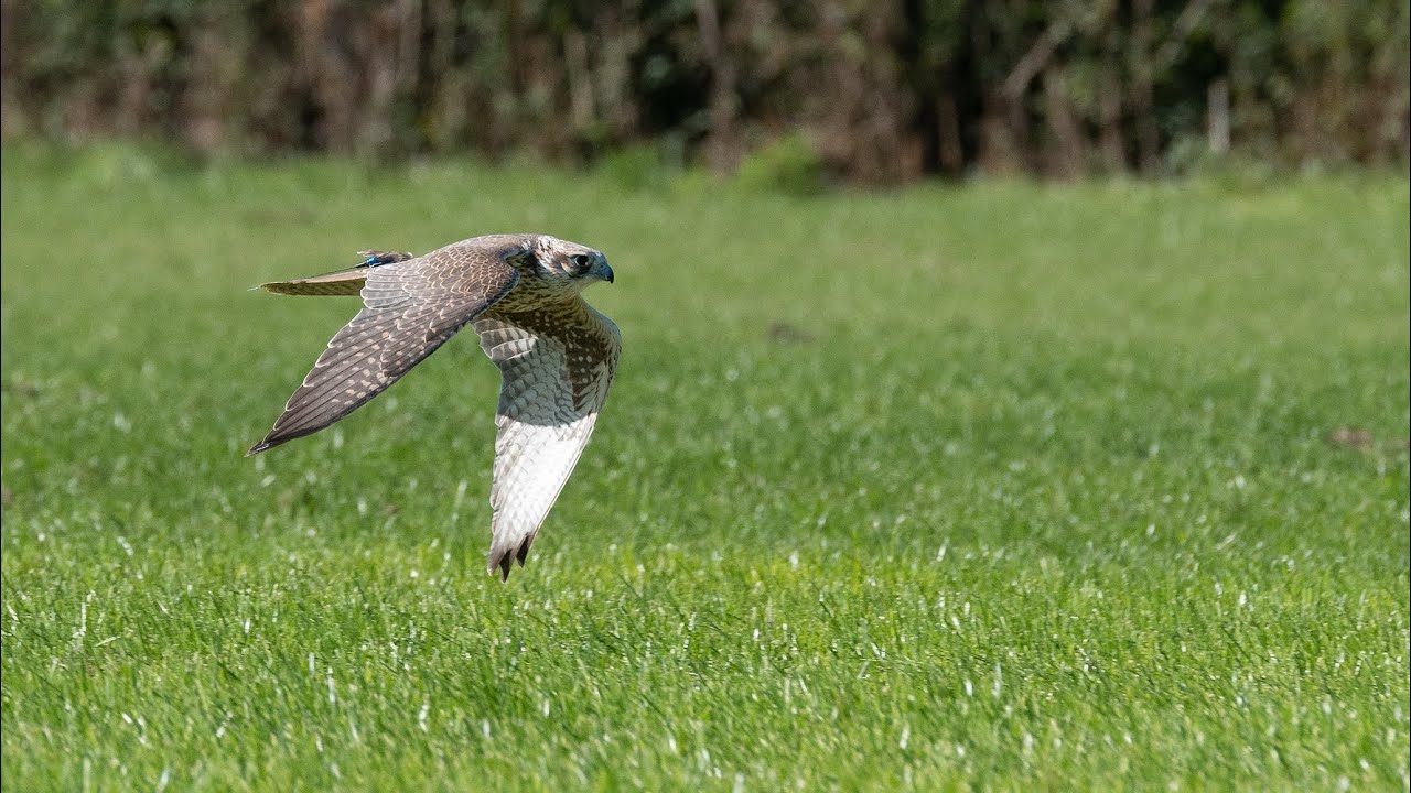 First British Falcon Races at Vowley - Extended Highlights 2019