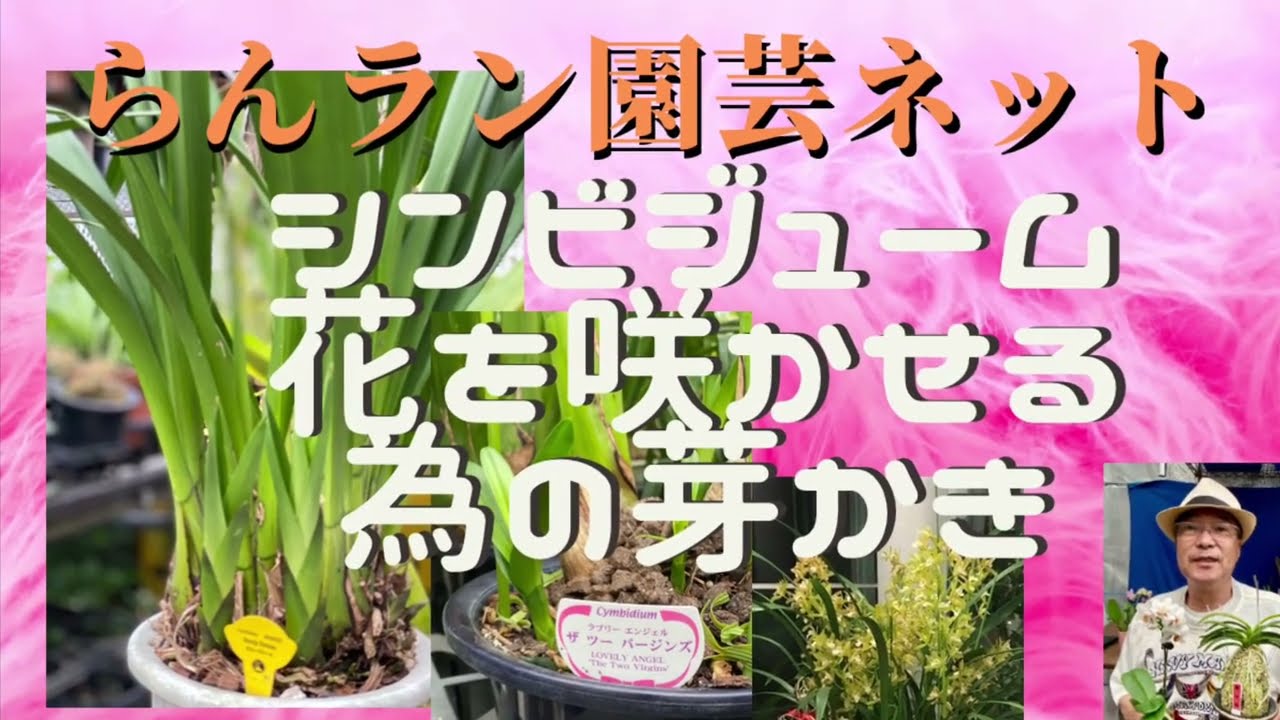 らん　ラン　園芸ネット　シンビジューム　芽かき　洋らん　シンビジューム開花　シンビジューム育て方　シンビ管理