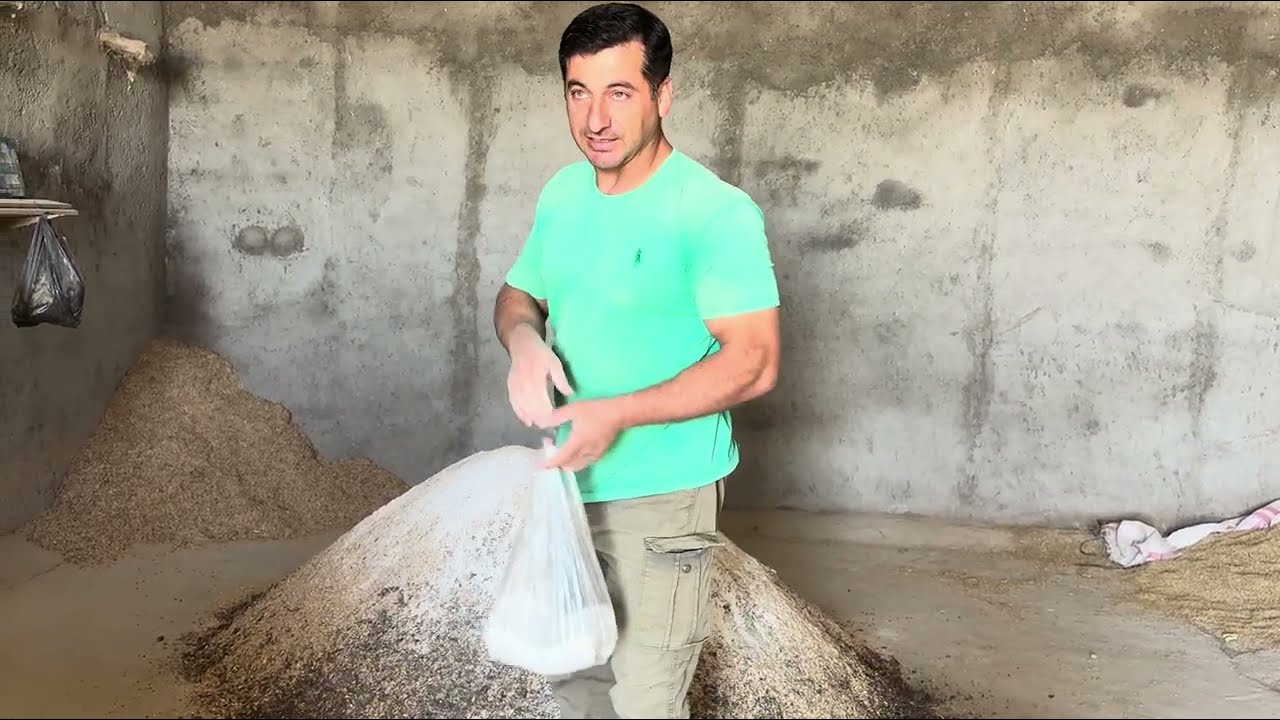 The secret of professional livestock farmers for fattening lambs