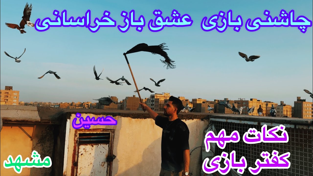 چاشنی بازی و پرش کبوتران سبز آلمانی بوم حسین آپاچی/تجربیات کفتر بازی۱۵ساله/بردن یک فروند سبز در مشهد