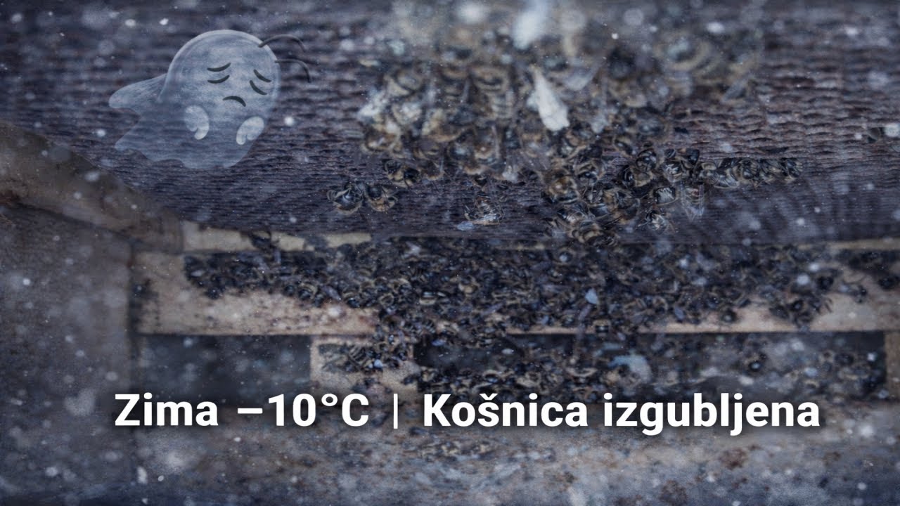 Zima −10°C | Košnica izgubljena – pčele nisu preživele