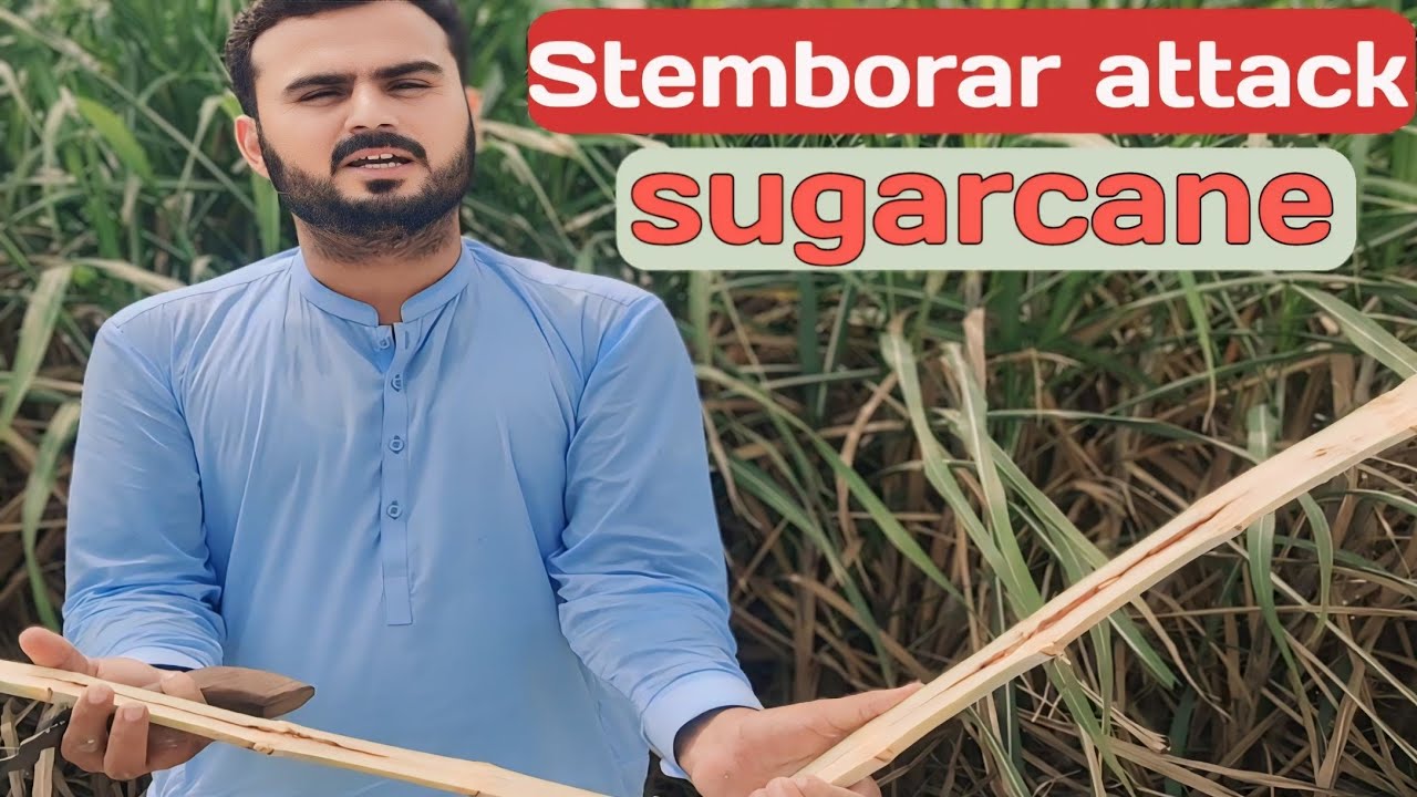 Stemborar Attack In Sugarcane Crop | Farming Expert 786