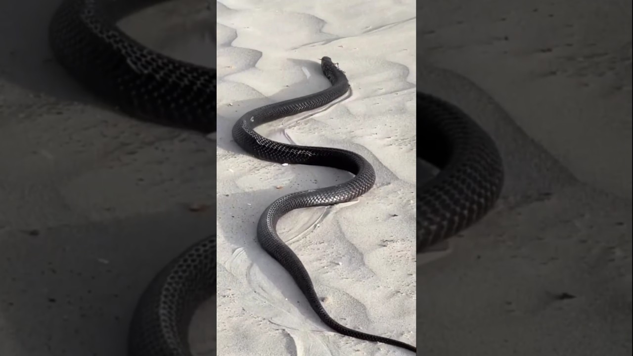 The world's fastest running snake.#snake #fastest #trendingshorts